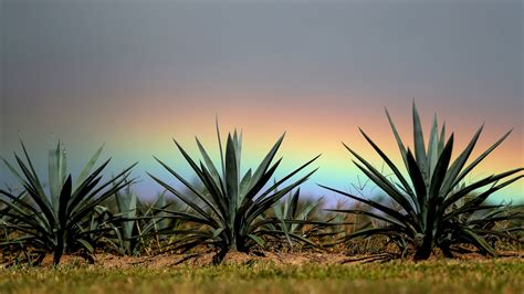 How To Care For An Agave Plant