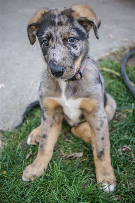 Catahoula Mix Puppies For Sale | PETSIDI