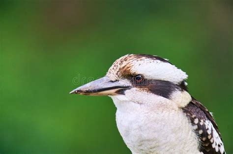 Kookaburra Perched on a Tree Branch in Its Natural Habitat on Blurred Background Stock Image ...