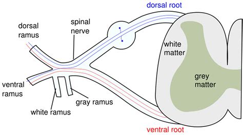 Upper Motor Neuron Lesion Signs