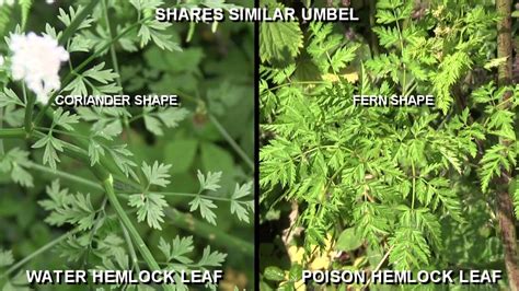 Hemlock - water or poison hemlock identification - YouTube