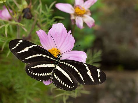 Zebra Butterfly | WGCU PBS & NPR for Southwest Florida