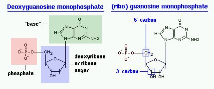 Difference Between Nucleotide and Nucleic Acid | Definition, Structure and Composition, Function ...