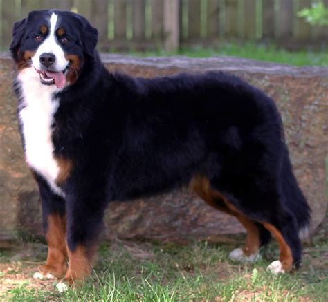 Bernese Mountain Dog Puppies For Sale