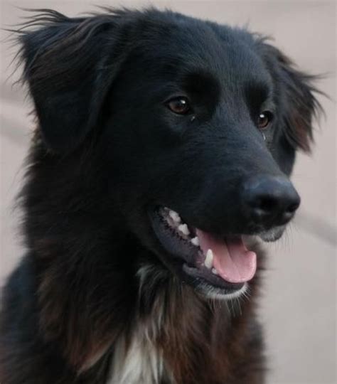 Black And White Great Pyrenees Puppy | Great pyrenees puppy, Great ...