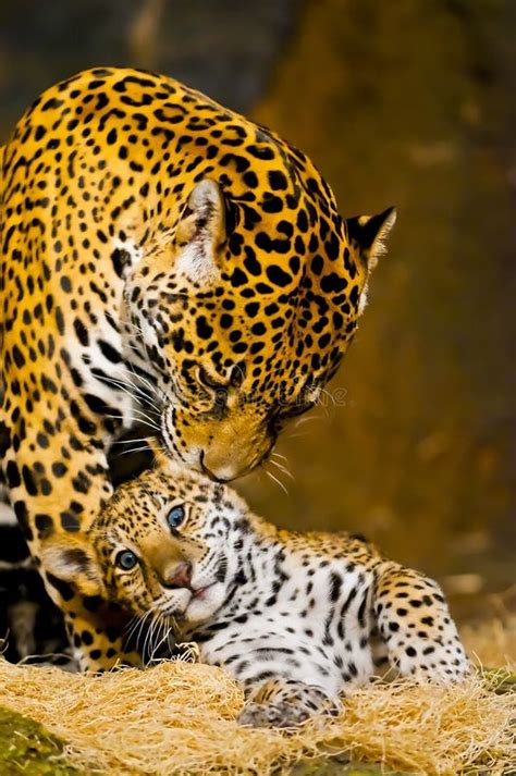 Jaguar Cubs stock image. Image of jaguar, panther, carnivore - 29253359