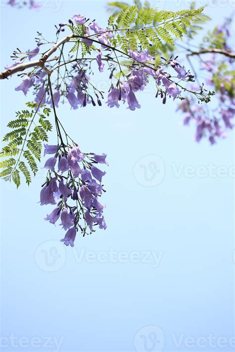 Jacaranda Flowers 1357436 Stock Photo at Vecteezy