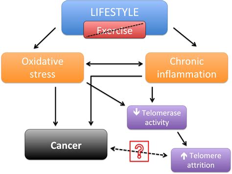 Telomeres And Cancer