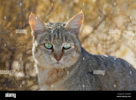 African Wild Cat (Felis silvestris lybica). Portrait In the early morning. Kalahari Desert ...