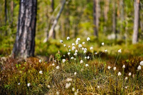 Sweden Nature Tundra - Free photo on Pixabay - Pixabay