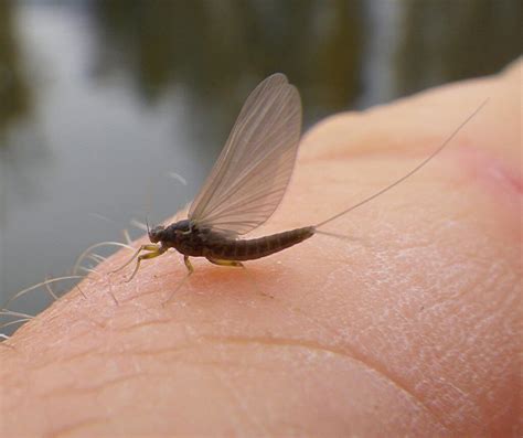 Top 6 Blue Winged Olive Fly Patterns - The Missoulian Angler Fly Shop