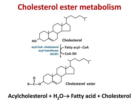 Lipid metabolism. Part 2 - online presentation