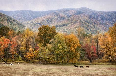 Cades Cove Horses In Fall Photograph by Cheryl Davis - Pixels