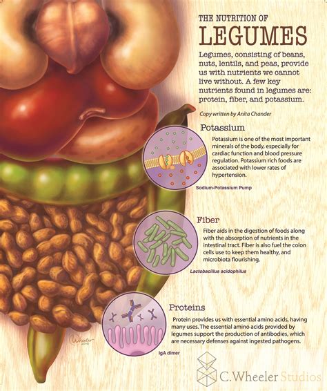 Nutritional Benefits of Legumes – C. Wheeler Studios – Artists' Blogs ...