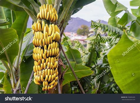 45,752 Banana tree bunch Images, Stock Photos & Vectors | Shutterstock