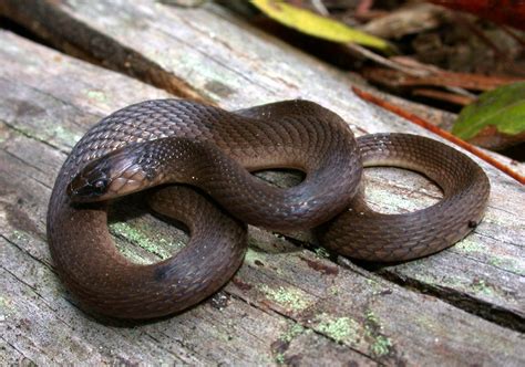 Rough Earthsnake – Florida Snake ID Guide