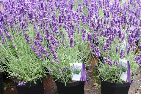 Lavender Plants That Look Like
