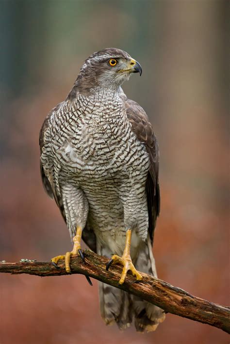 Northern Goshawk | Northern goshawk, Raptors bird, Exotic birds