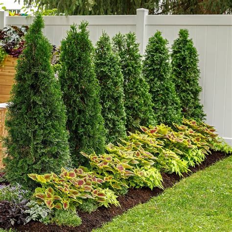 A simple screen of North Pole® arborvitaes (zone 3-7) and ColorBlaze ...