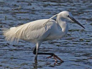 Ardeidae Index - Herons, Egrets, And Bitterns