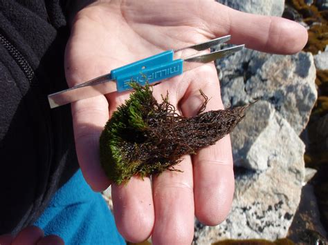 Mosses and liverworts — Australian Antarctic Program