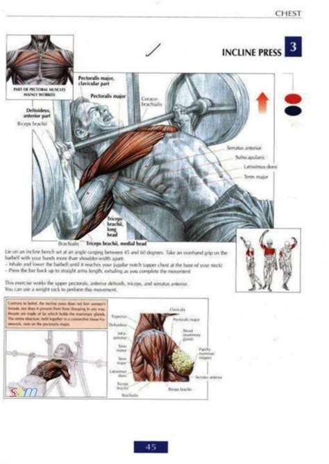 Health and Fitness Programs: Chest Workout Routine for Mass