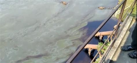 Jharkhand: Liquid waste, poisonous oil dumped in Damodar makes river lethal - India News