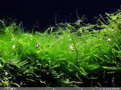 Algae - Fresh Water Biome