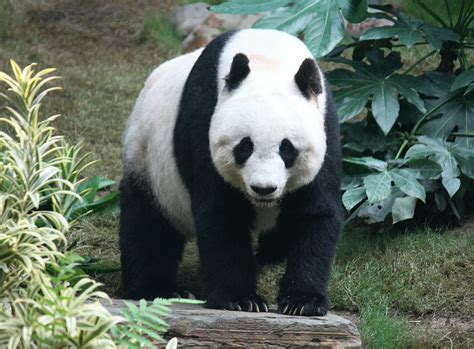 Giant Panda | Scratchpad Video Wiki | Fandom