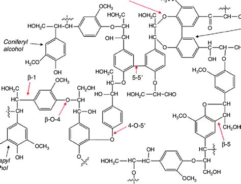 Schematic representation of a lignin fragment, highlighting the three ...