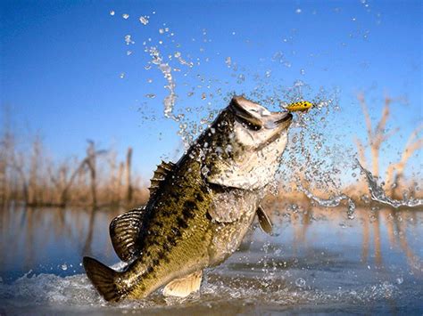 Large Mouth Bass | South Florida Fishing And Hunting