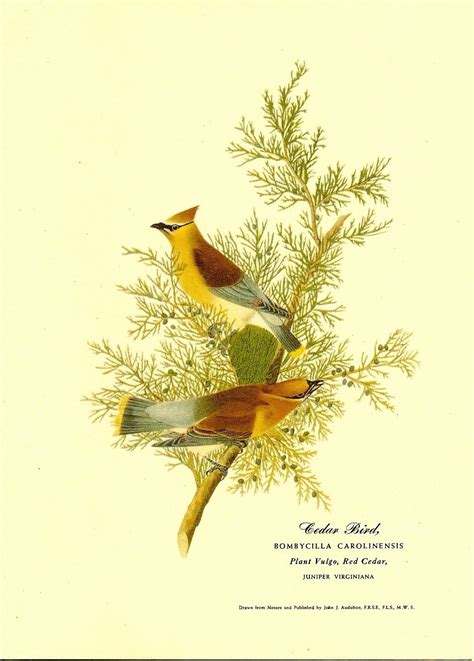 1940s Audubon Society Christmas Card Cedar by DecadesVintageOnEtsy