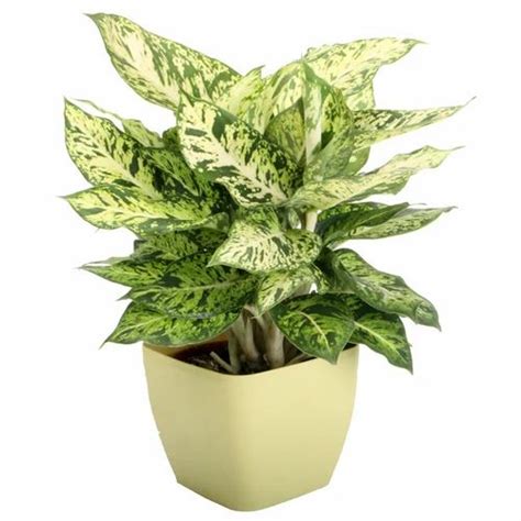 Decorative Plants - Decorative Indoor Plants Manufacturer from Pune