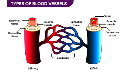 What are the 5 types of blood vessels?