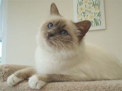 lilac point birman | Cute puppies and kittens, Cute cats, Birman cat