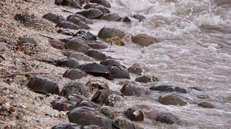 You can help save humans and habitat: Report horseshoe crab sightings