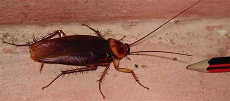 Bug and Termite Control: Ways to Take the Palmetto Bugs Out of Your Way | Palmetto bugs, Termite ...