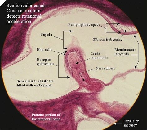 Cristae Ampullaris - Anatomy and Physiology