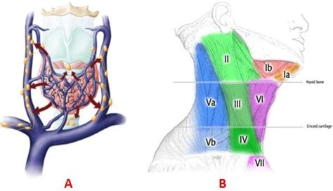 Lymphatic system: A. Lymphatic drainage of the thyroid gland. Lymphatic ...