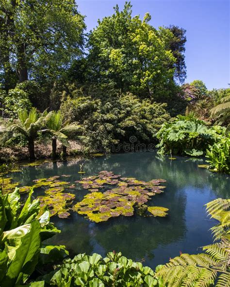 The Jungle at the Lost Gardens of Heligan in Cornwall, UK Stock Photo ...