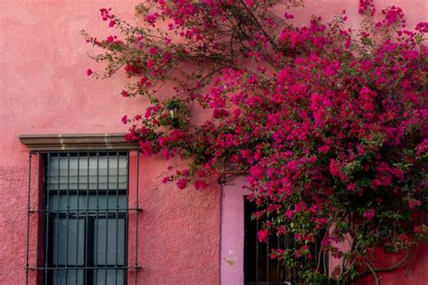 Premium Photo | Rustic house entrance with a bougainvillea queretaro mexico