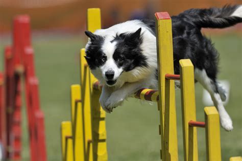 What Are The Top 10 Best Agility Dog Breeds