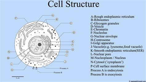 File:Cell Structure , Cell Diagram.png - Wikimedia Commons