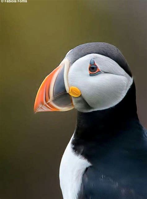 Color ... puffin | Pet birds, Puffins bird, Beautiful birds