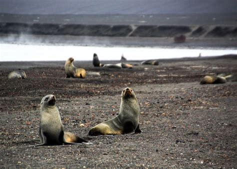 Antarctic Wildlife - Getting Up Close And Personal