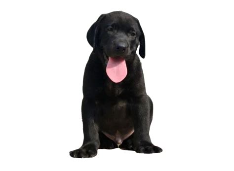 Labrador Retriever PNG Images | PNG All