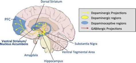 striatum dopaminergic pathways | Ventral tegmental area, Nucleus ...