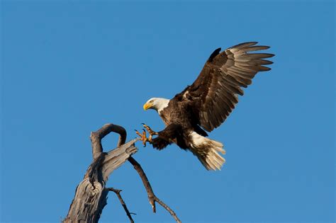 Bald Eagle Landing Free Stock Photo - Public Domain Pictures
