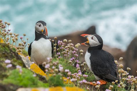 Irland: Flora und Fauna - MaVoya Individualreisen