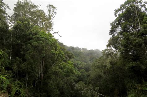 Worldbirder: Sulawesi - Lore Lindu National Park.